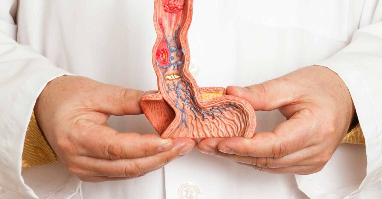 structure of the penis