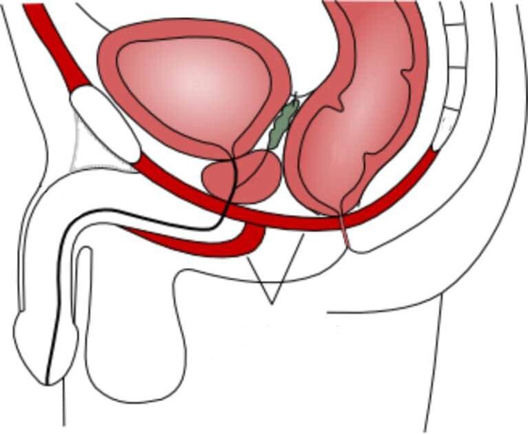 train pelvic floor muscles to improve power